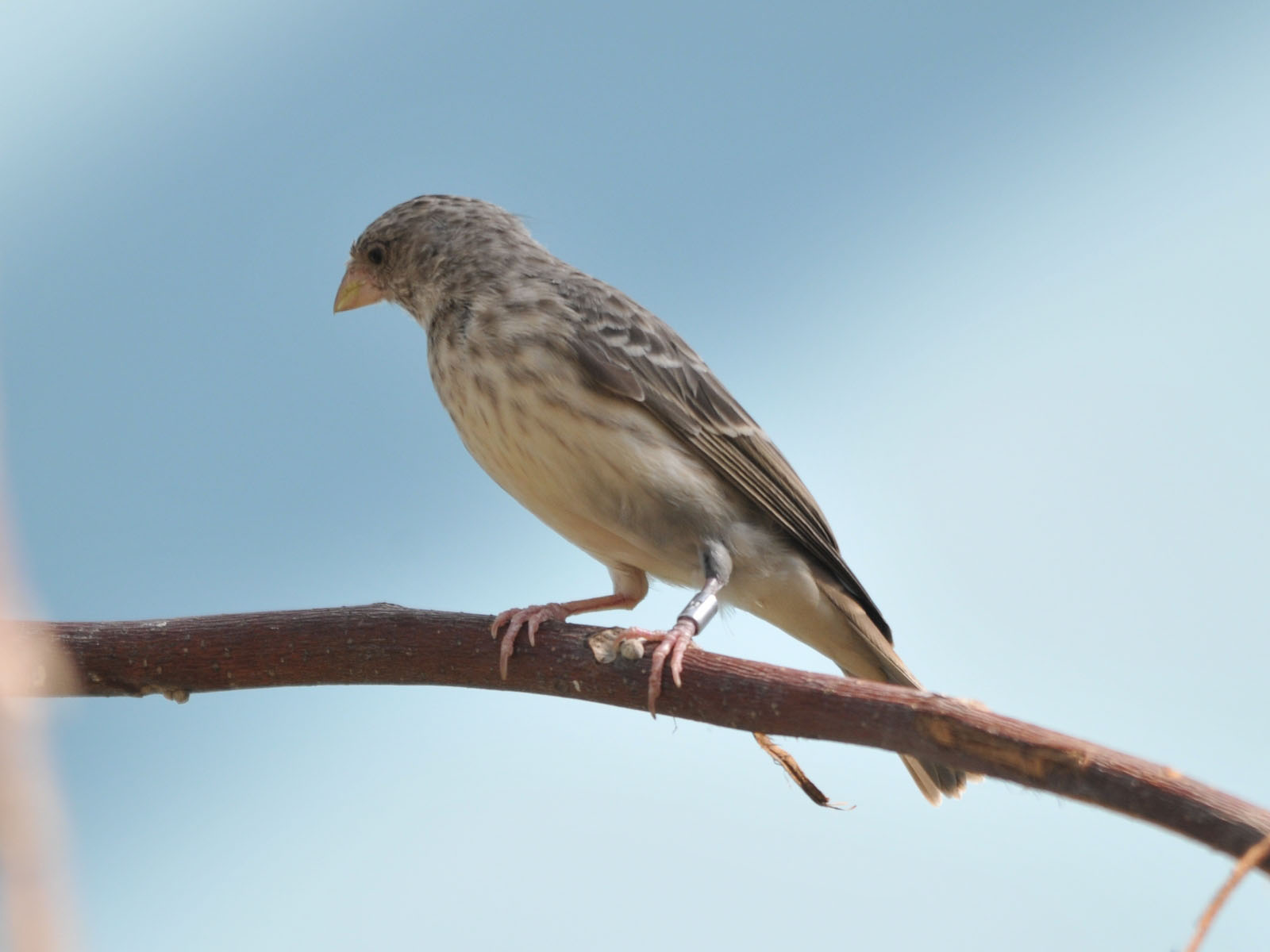 Image of White-rumped Seedeater