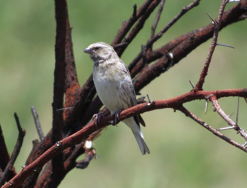 Image of Black-throated Canary