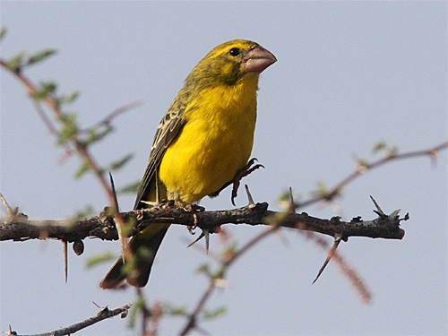 Image of Abyssinian Grosbeak-Canary