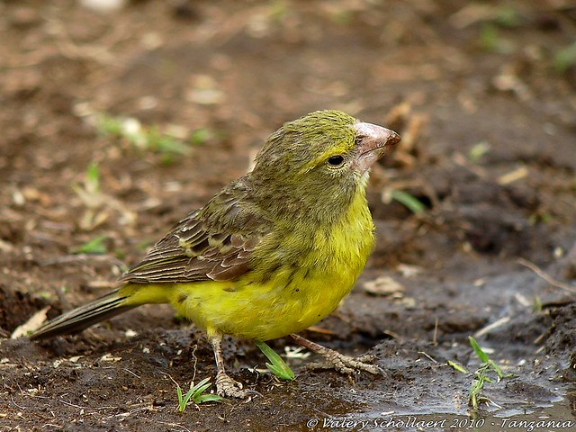 Image of Southern Grosbeak-canary