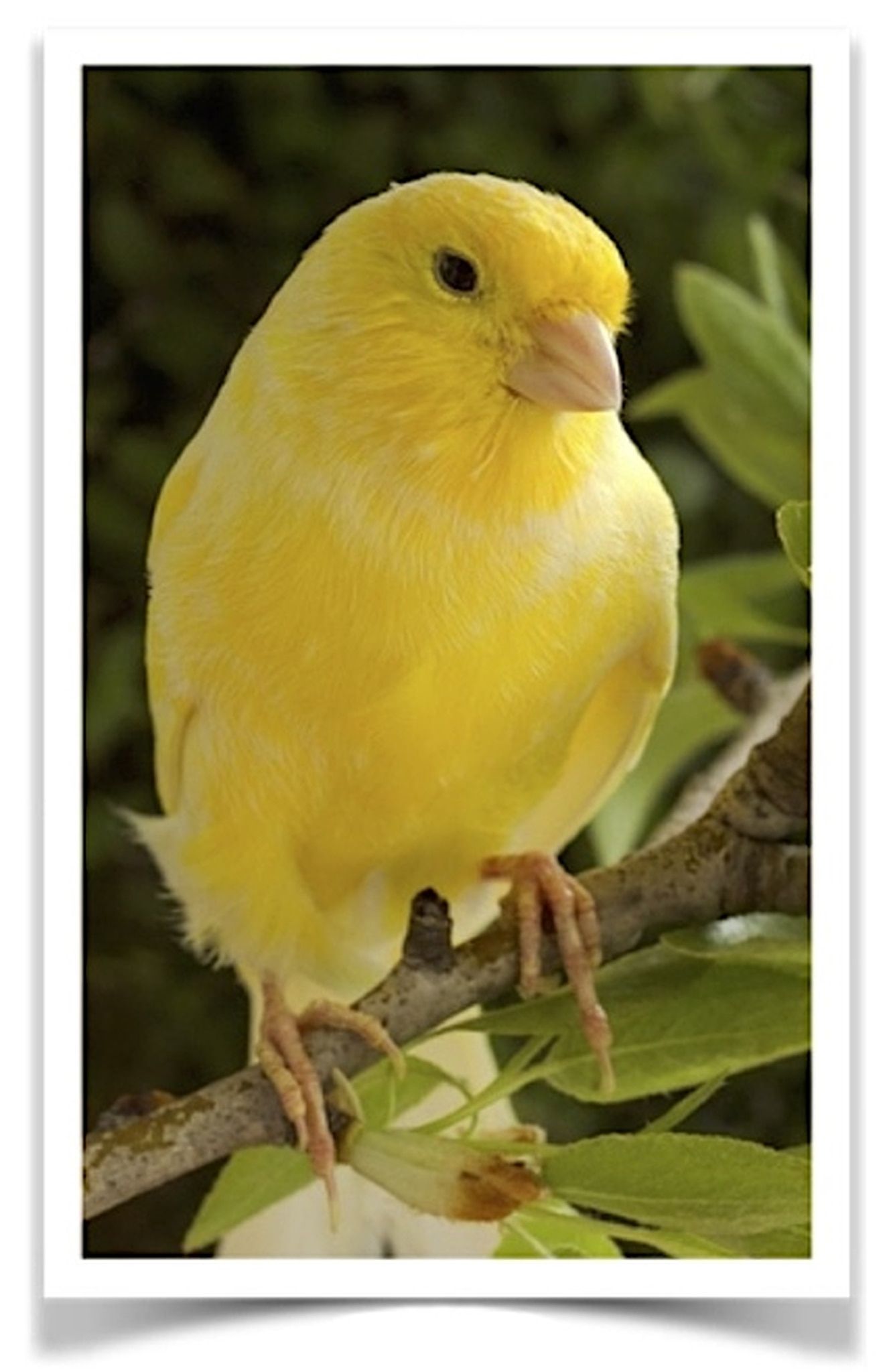 Image of Yellow Canary