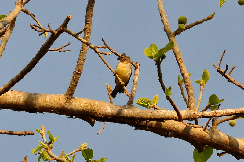 Image of West African Seedeater