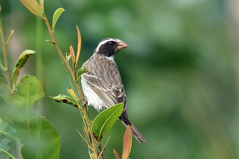 Image of Black-eared Seedeater