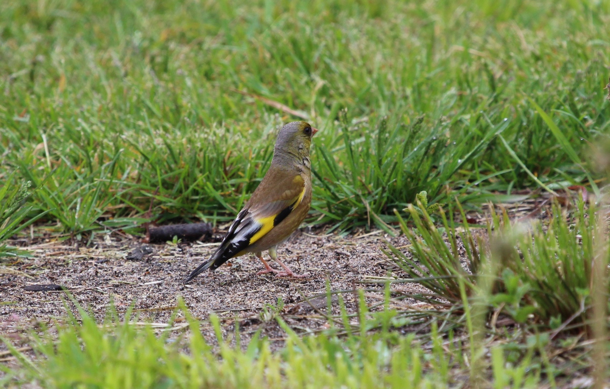 Image of Oriental Greenfinch