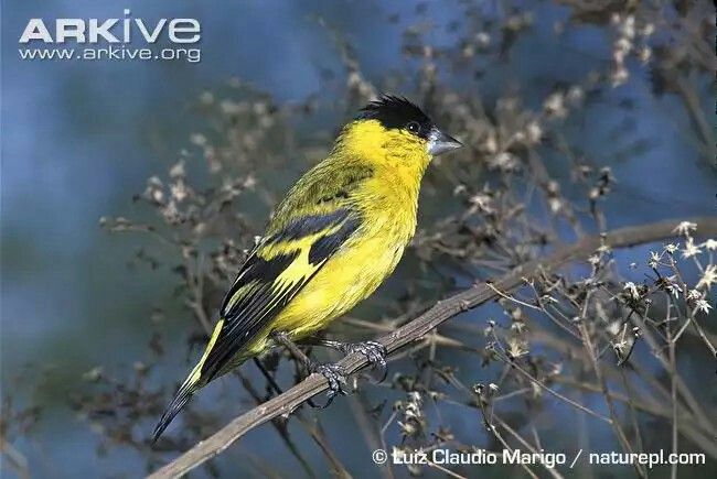 Image of Yellow-faced Siskin