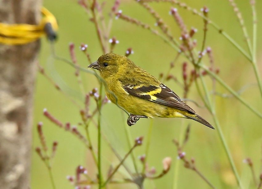 Image of Olivaceous Siskin
