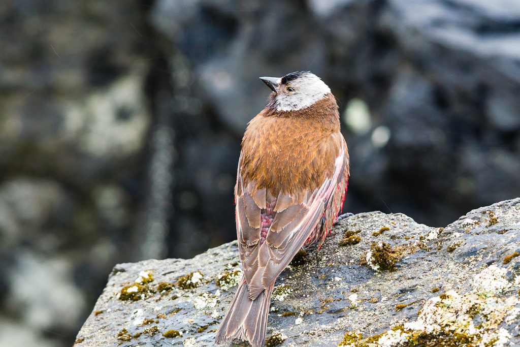 Image of Grey-crowned Rosy-Finch
