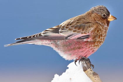 Image of Brown-capped Rosy-finch