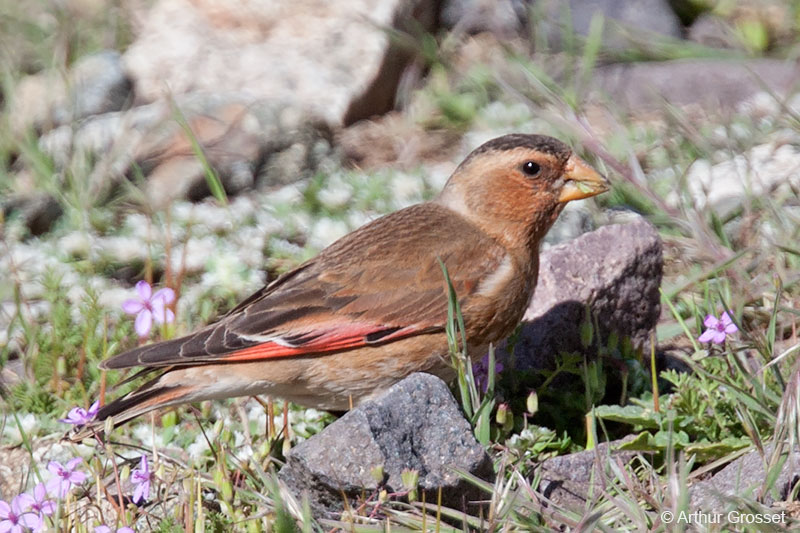 Image of Crimson-winged Finch