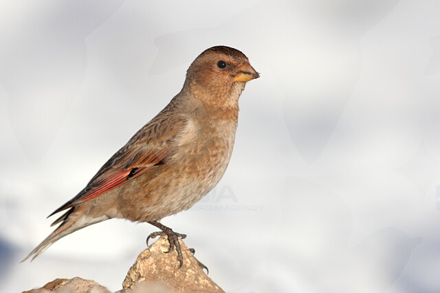 Image of African Crimson-winged Finch