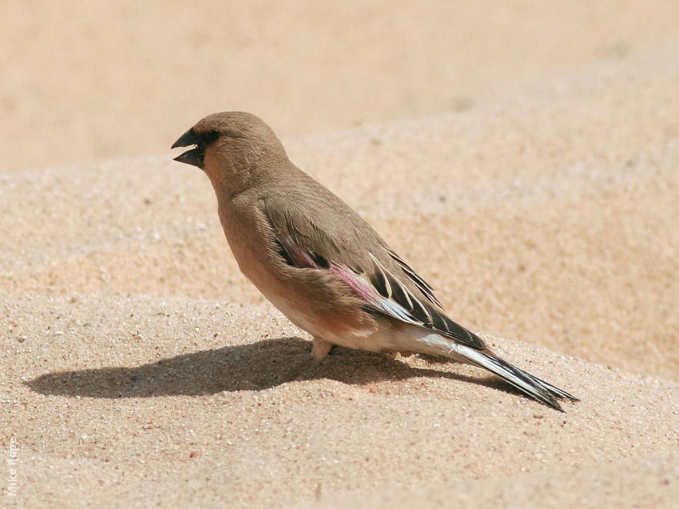 Image of Desert Finch