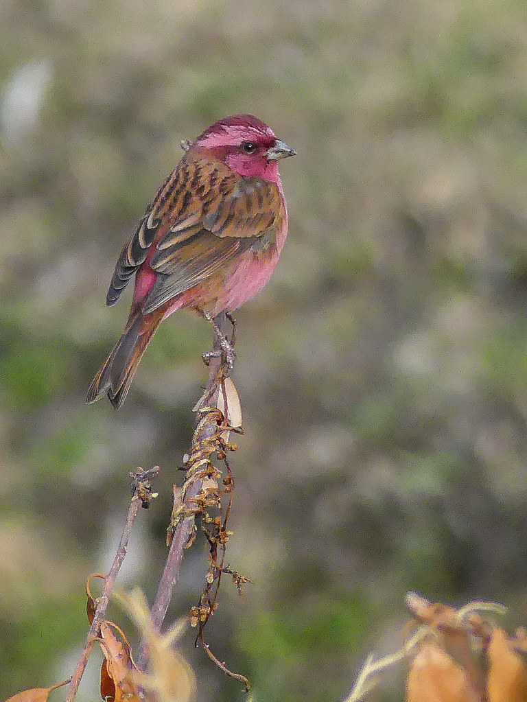 Image of Pink-browed Rosefinch