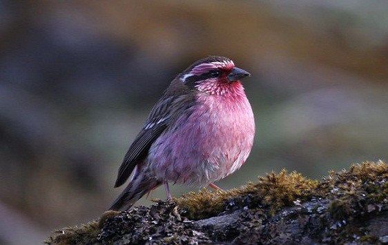 Image of White-browed Rosefinch