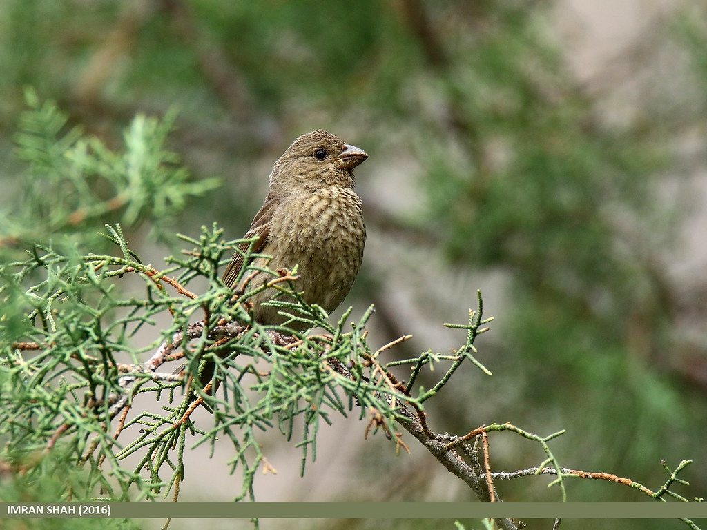 Image of Red-mantled Rosefinch