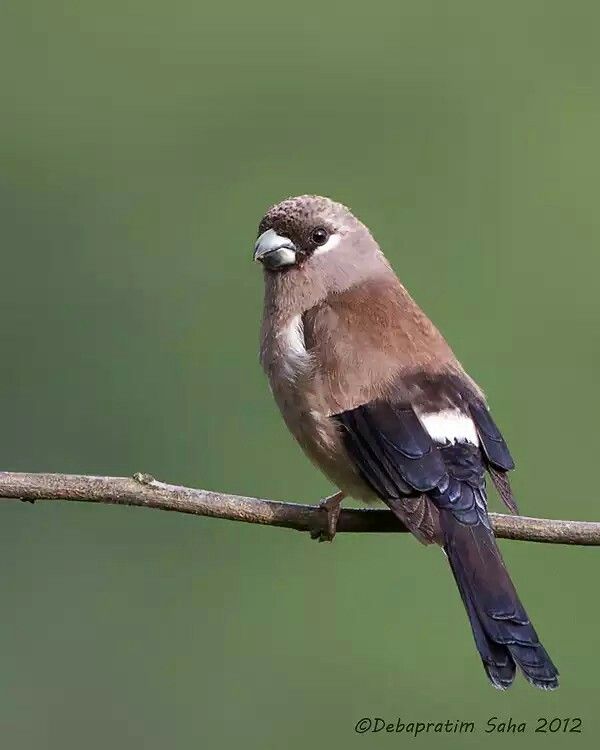 Image of Brown Bullfinch