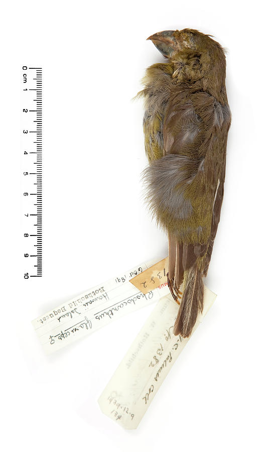 Image of Lesser Koa-finch