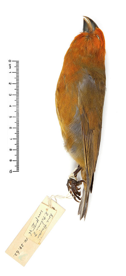 Image of Greater Koa-finch