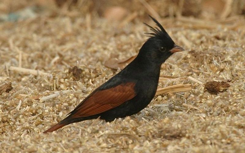 Image of Crested Bunting