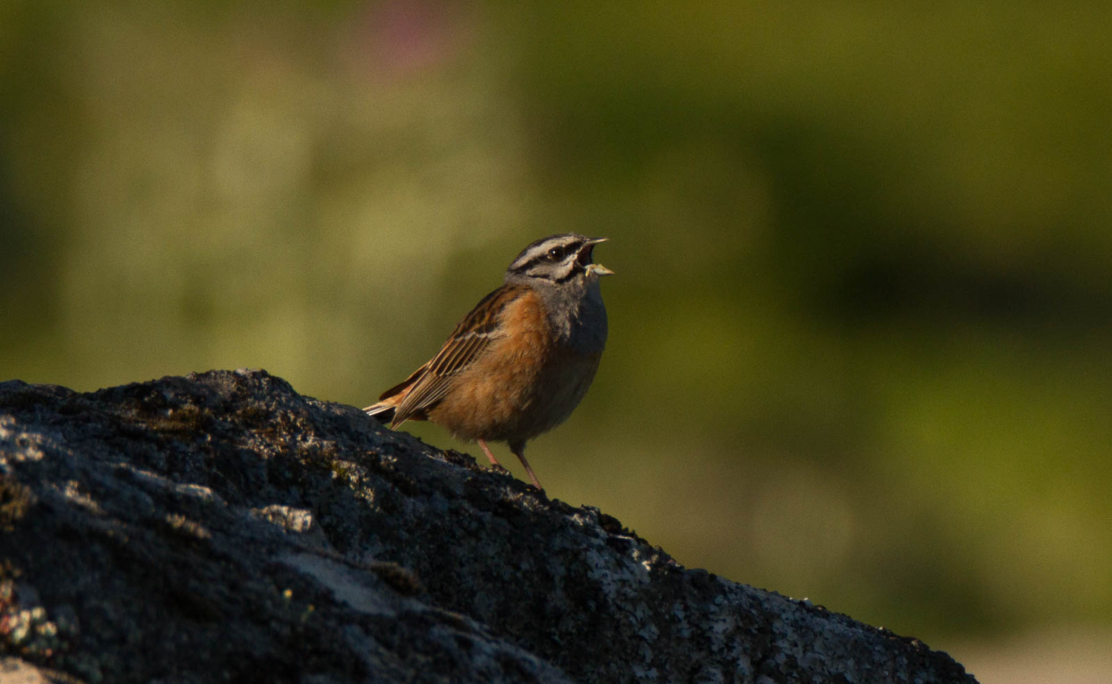 Image of Rock Bunting