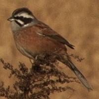 Image of Meadow Bunting (Male)
