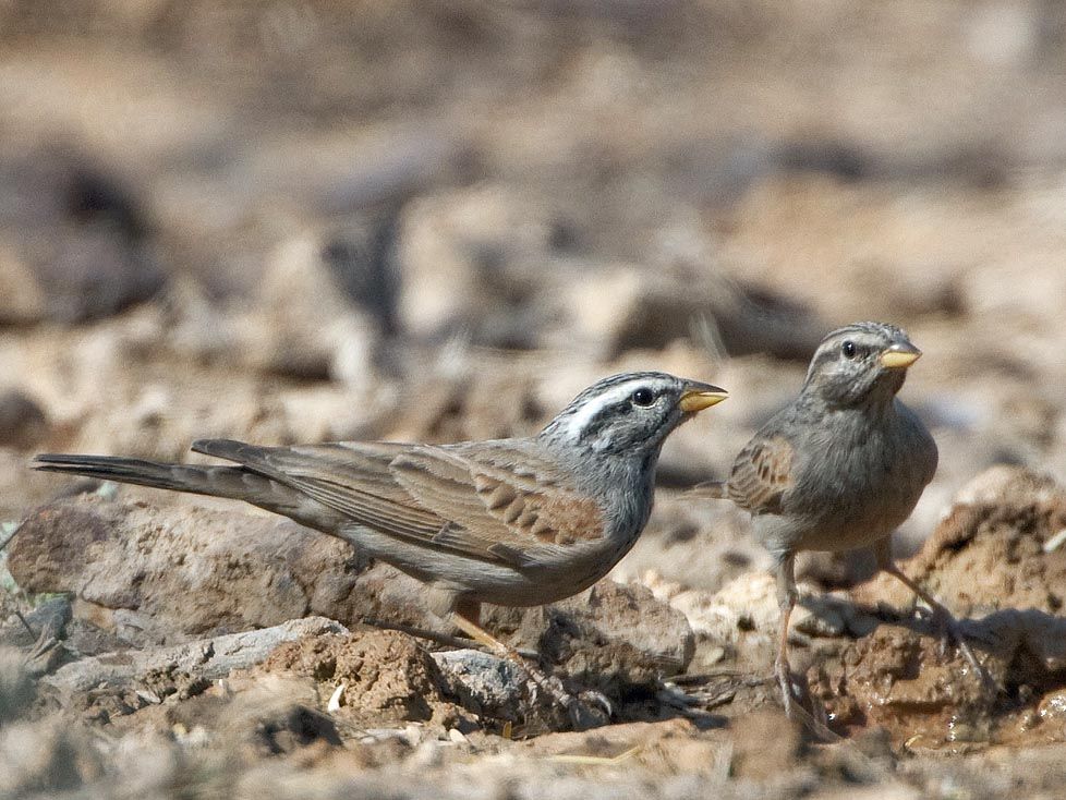 Image of Striolated Bunting