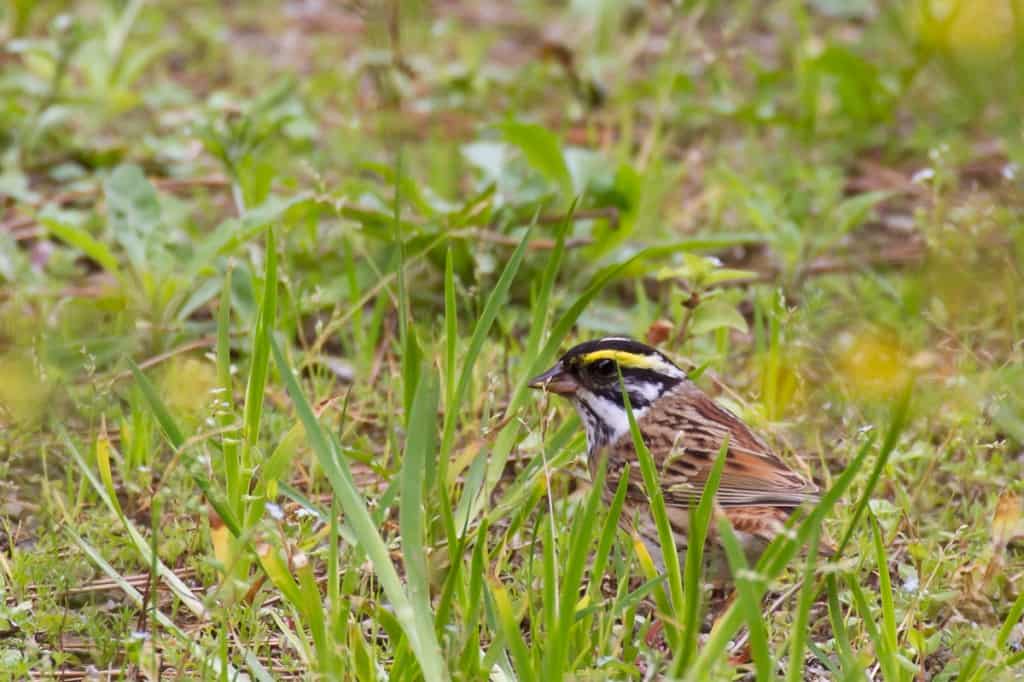 Image of Yellow-browed Bunting