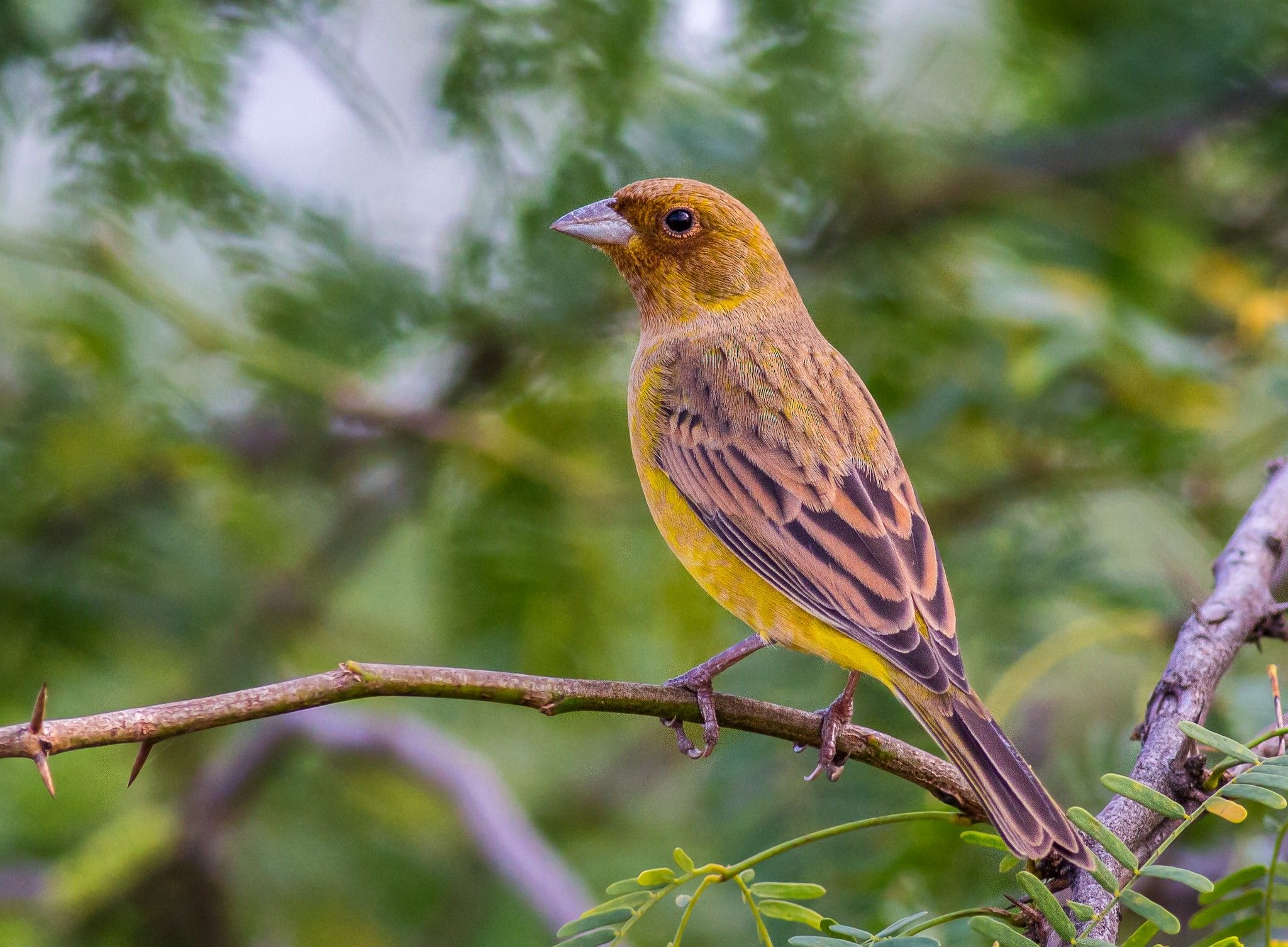 Image of Red-headed Bunting