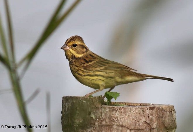 Image of Black-faced Bunting