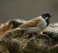 Image of Reed Bunting (Male)
