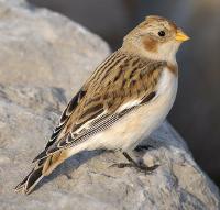 Image of Snow Bunting (Winter)