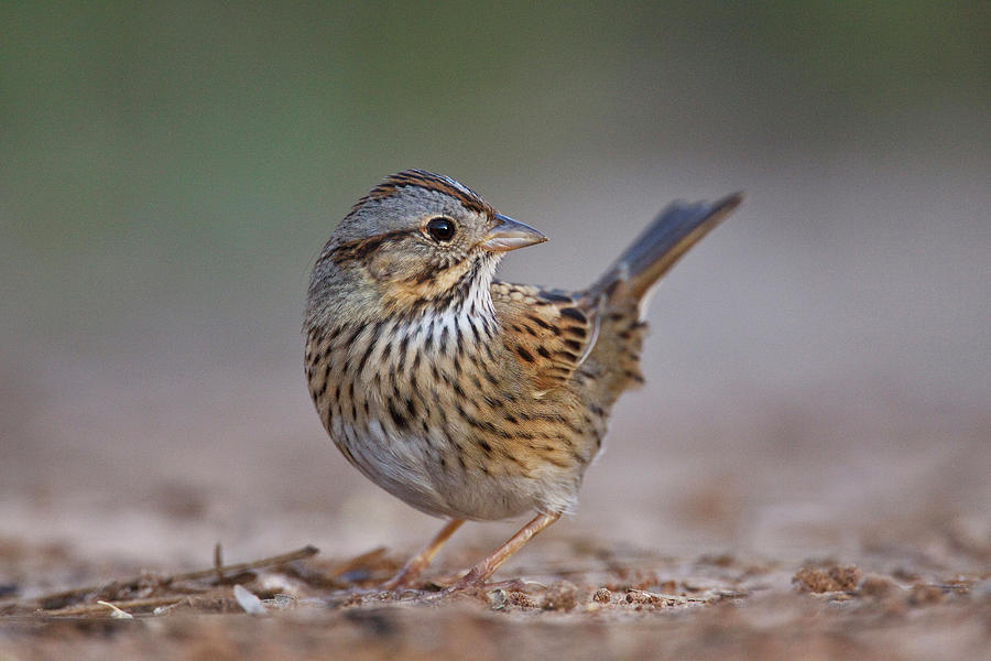 Image of Lincoln's Sparrow