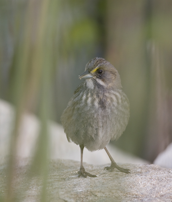 Image of Seaside Sparrow