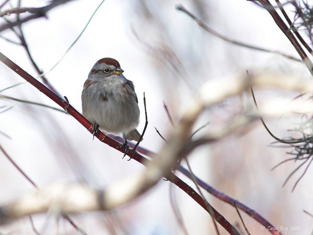 Image of American Tree Sparrow