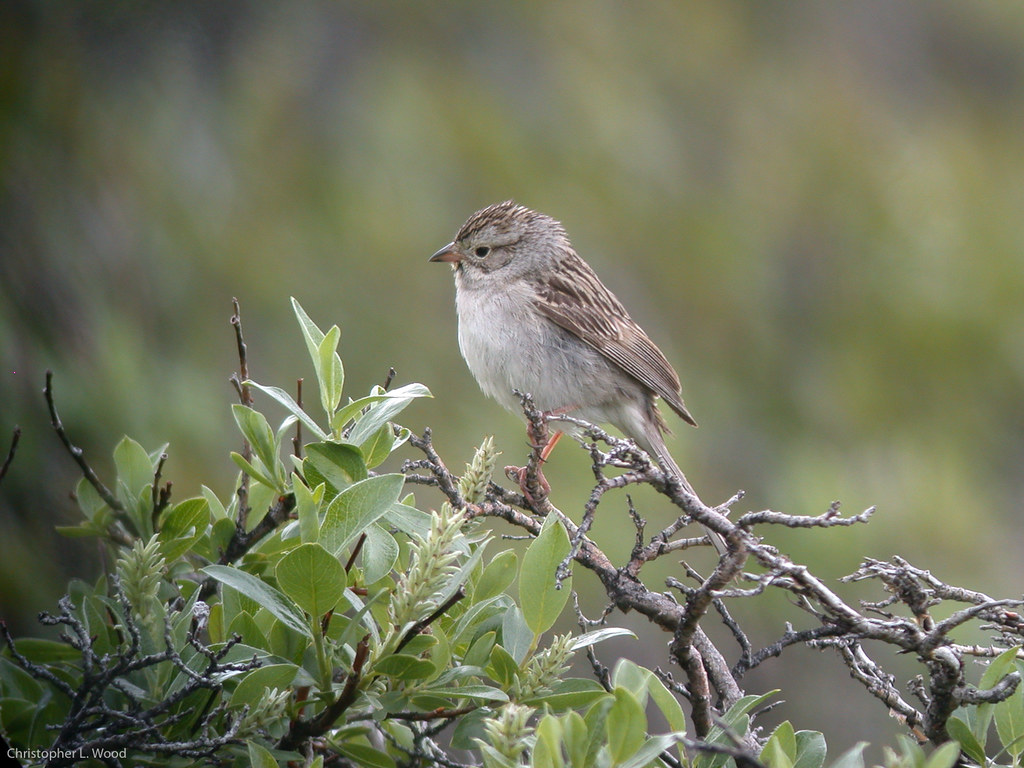 Image of Timberline Sparrow