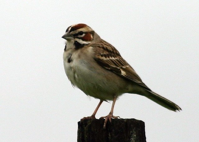 Image of Lark Sparrow