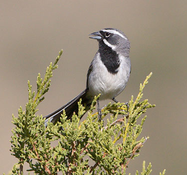 Image of Black-throated Sparrow
