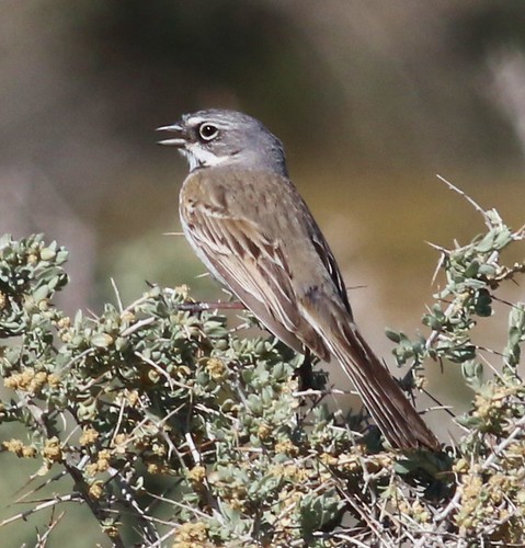 Image of Bell's Sparrow