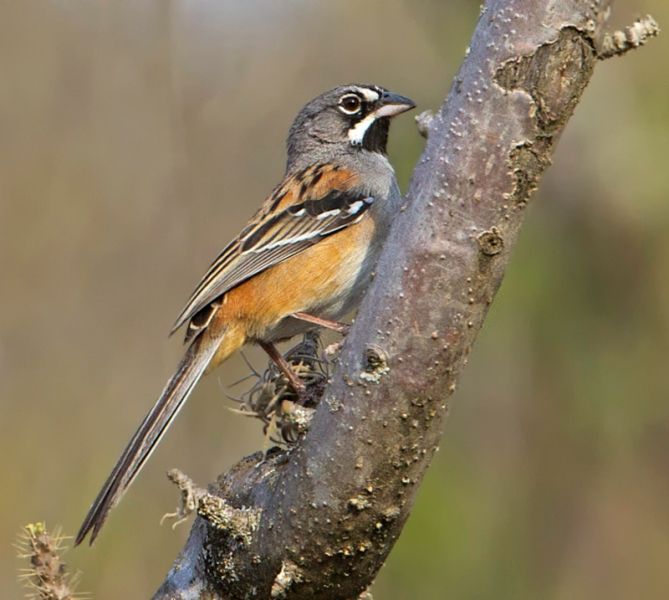 Image of Bridled Sparrow