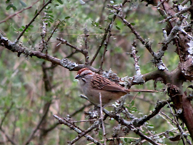 Image of Stripe-capped Sparrow