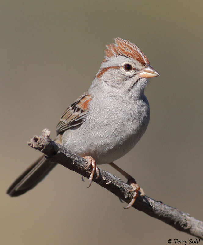 Image of Rufous-winged Sparrow