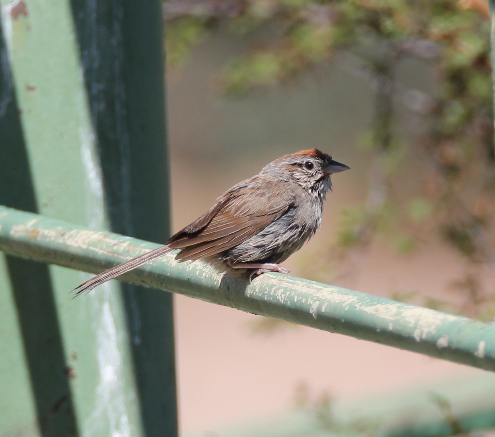 Image of Rufous-crowned Sparrow