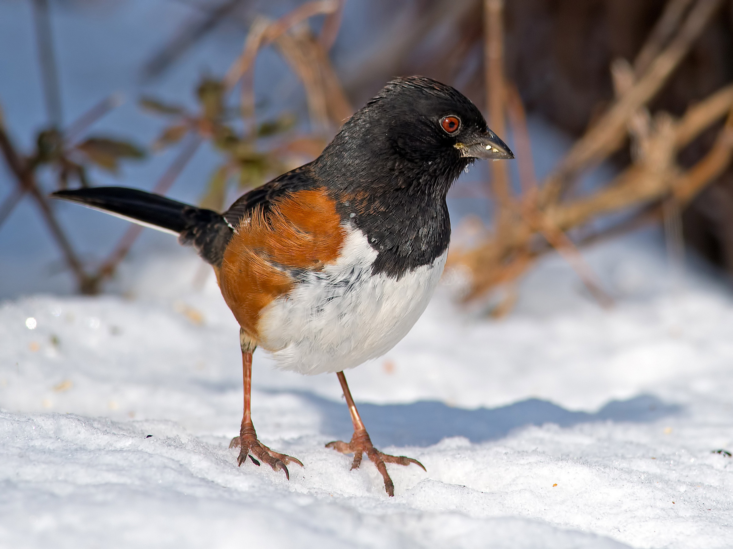 Image of Rufous-sided Towhee