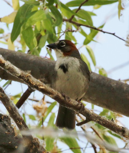 Image of Rusty-crowned Ground-sparrow