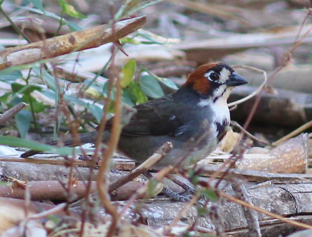 Image of Prevost's Ground-sparrow