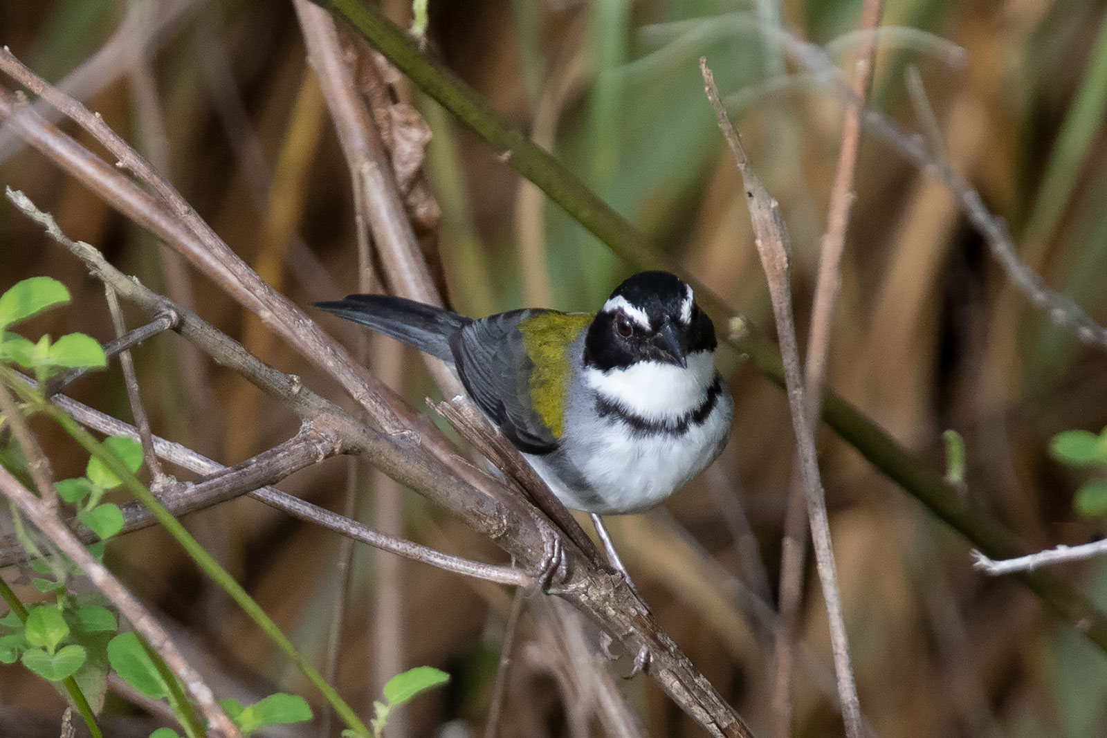 Image of Black-capped Sparrow