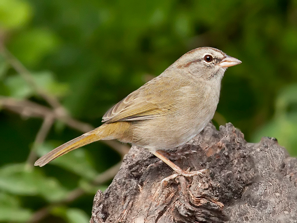 Image of Olive Sparrow