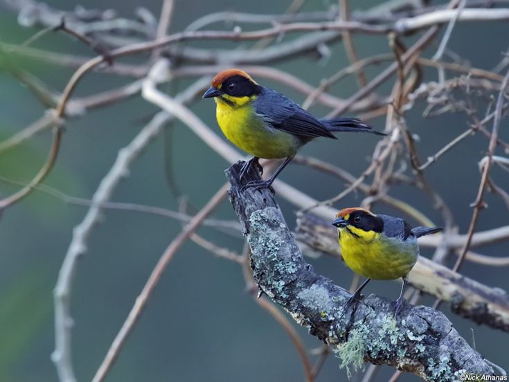 Image of Yellow-breasted Brush-finch