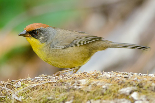 Image of Rufous-capped Brush-finch