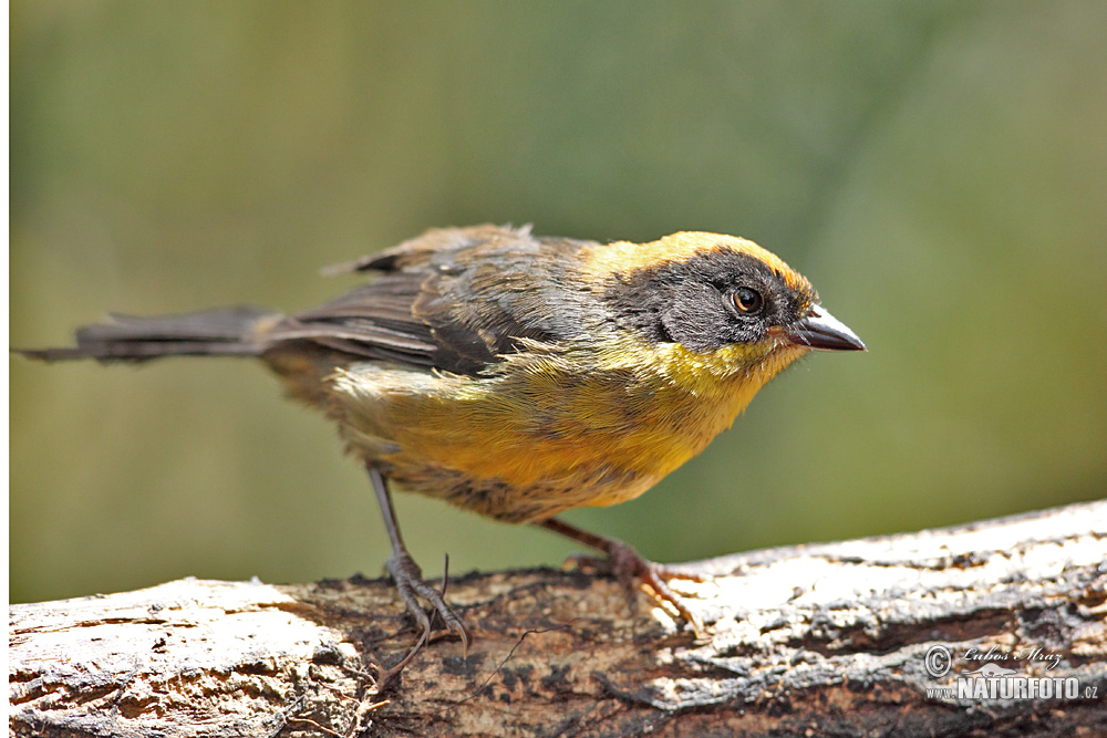 Image of Tricolored Brush-finch