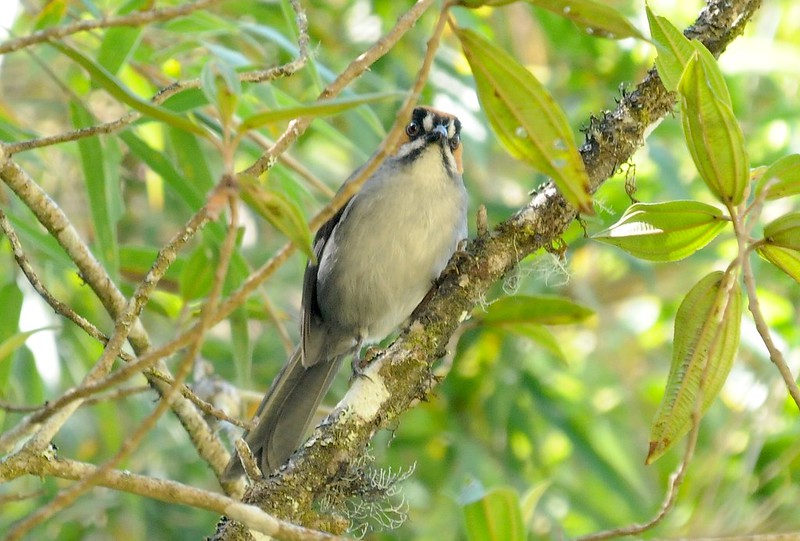 Image of Black-spectacled Brush-finch